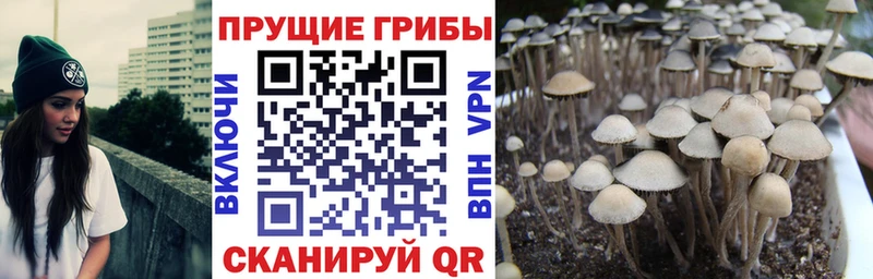 Купить  Велиж  Галлюциногенные грибы MAGIC MUSHROOMS 
